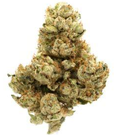 Cinema Kush